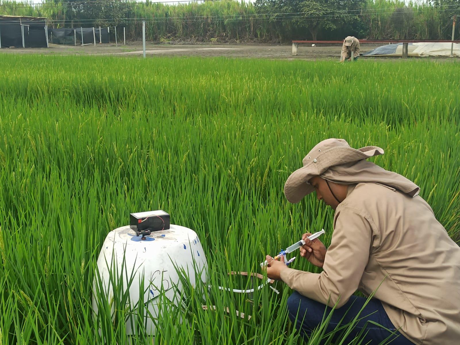 Foto 3. Visitando parcelas experimentales de arroz.