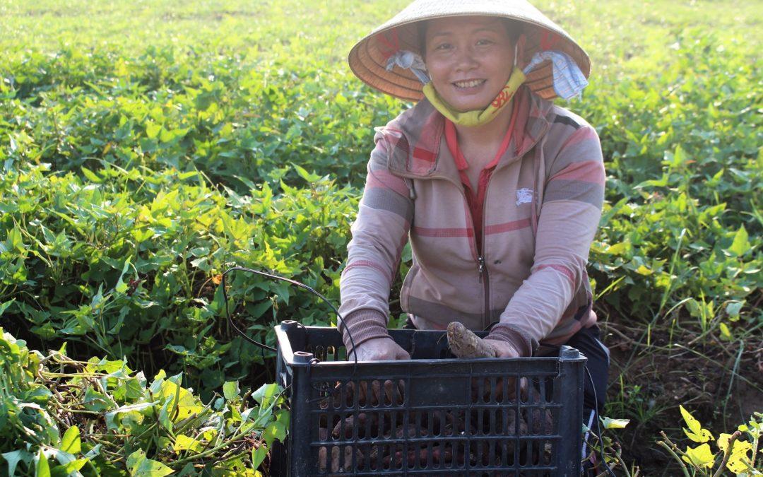 Hoan and sweetpotato: a sweet, budding love affair