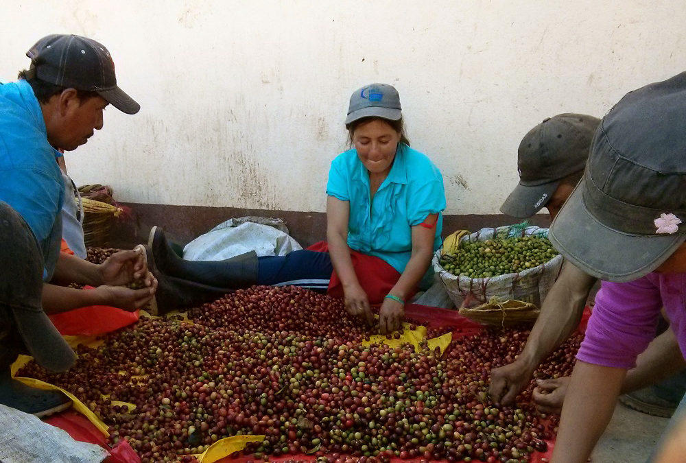 Cupping Fair Trade Coffee Impact