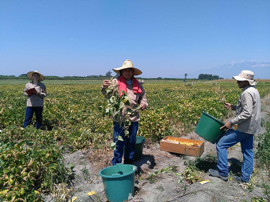 Heat-tolerant wild beans tapped to breed commercial beans for hotter climates
