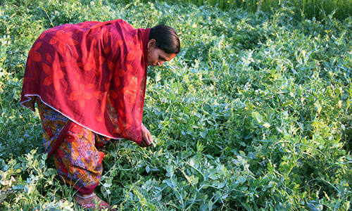 Italy supports Bioversity International’s on-farm conservation research