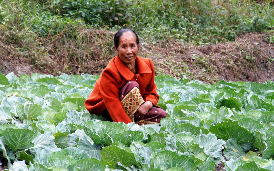 FAO and CIAT launch Asia-Pacific partnership for climate-resilient agri-food systems
