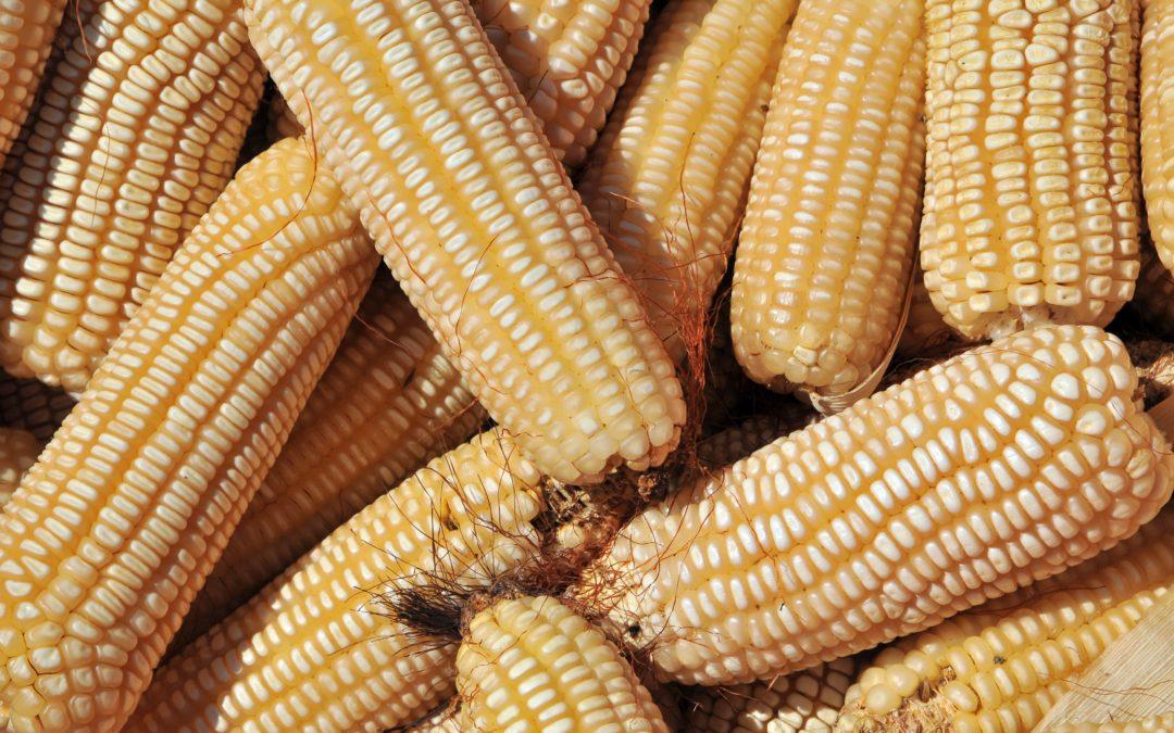 La inteligencia artificial y los conocimientos de los agricultores ayudan a incrementar los rendimientos del maíz