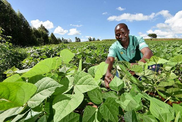 New, improved bean varieties enhance food security and diet diversity in Malawi