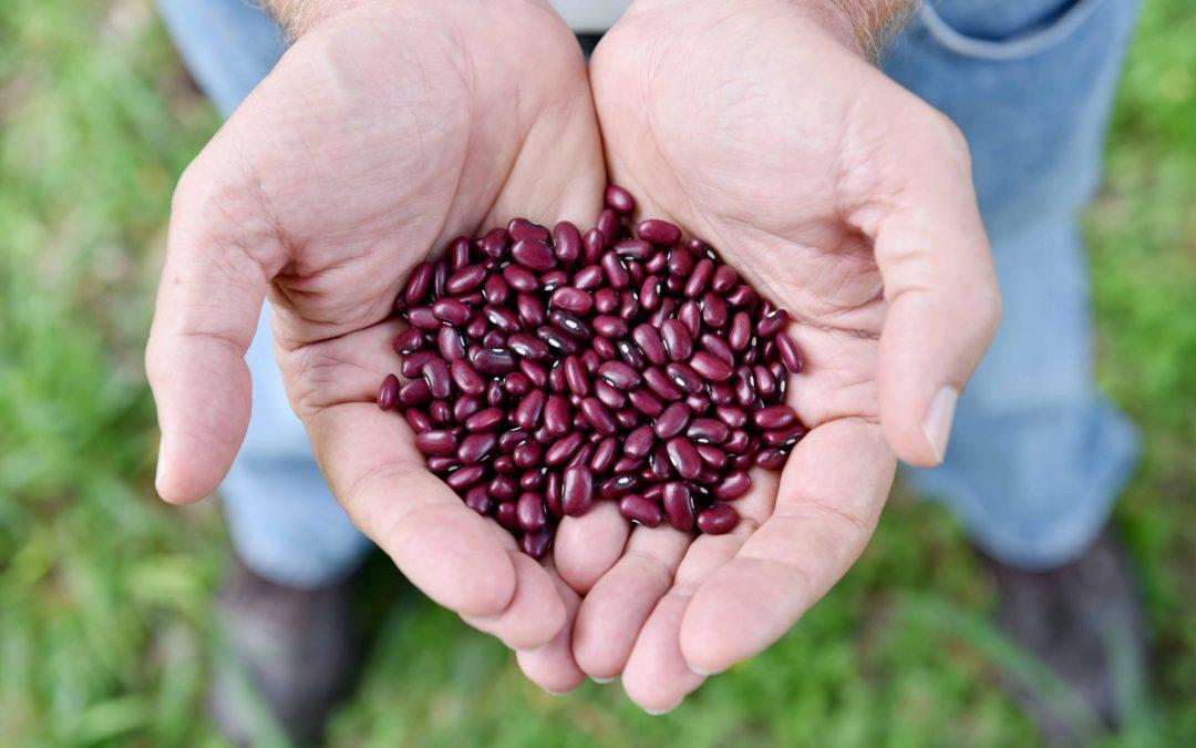 High-iron beans: a new "superfood" for Colombia