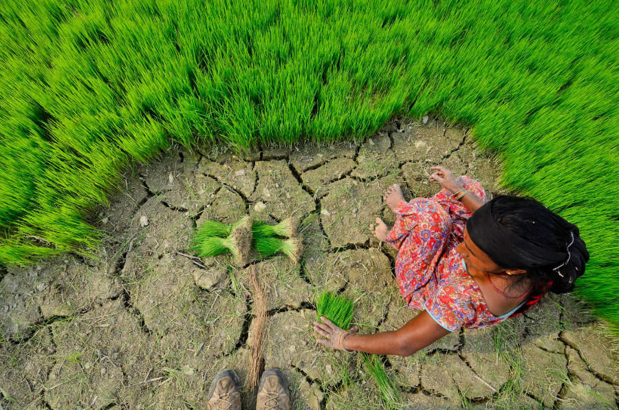 Climate-smart agriculture profiles: A peek into 2050 and what can be done for Asia’s most at-risk countries