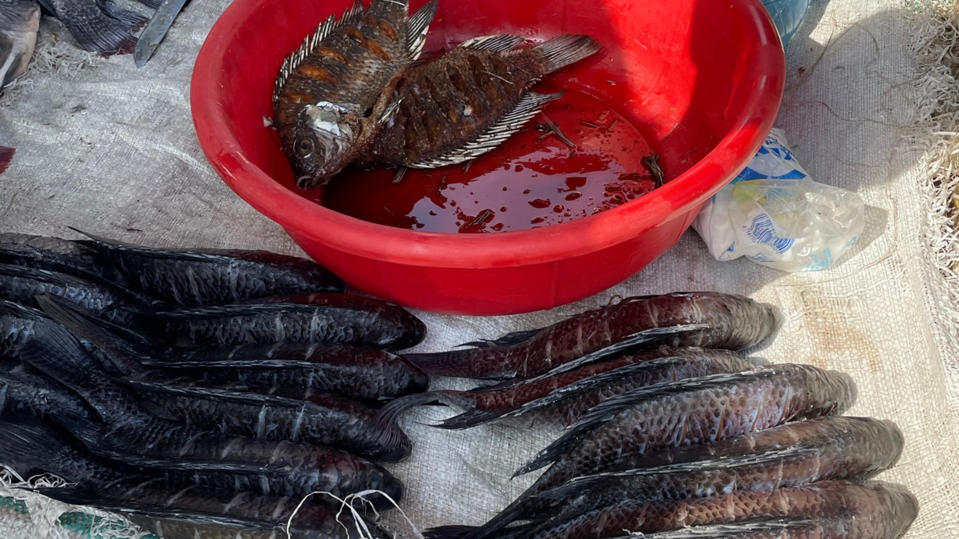Fresh fish displayed at the market. ©Emma van der Meulen/ Alliance Bioversity International and CIAT 
