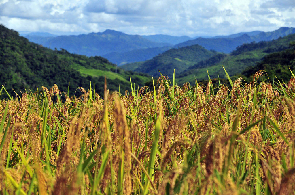 Brazilian rice needs to toughen up for a dry future