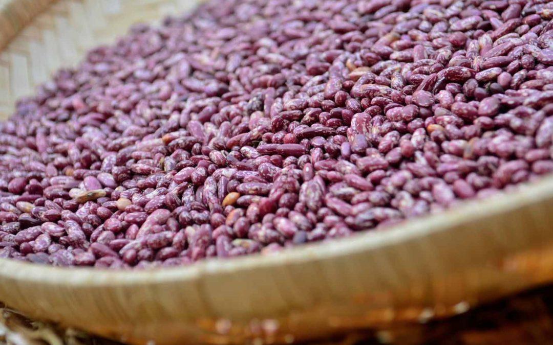 Eating high-iron beans reduces iron deficiency in just a few months