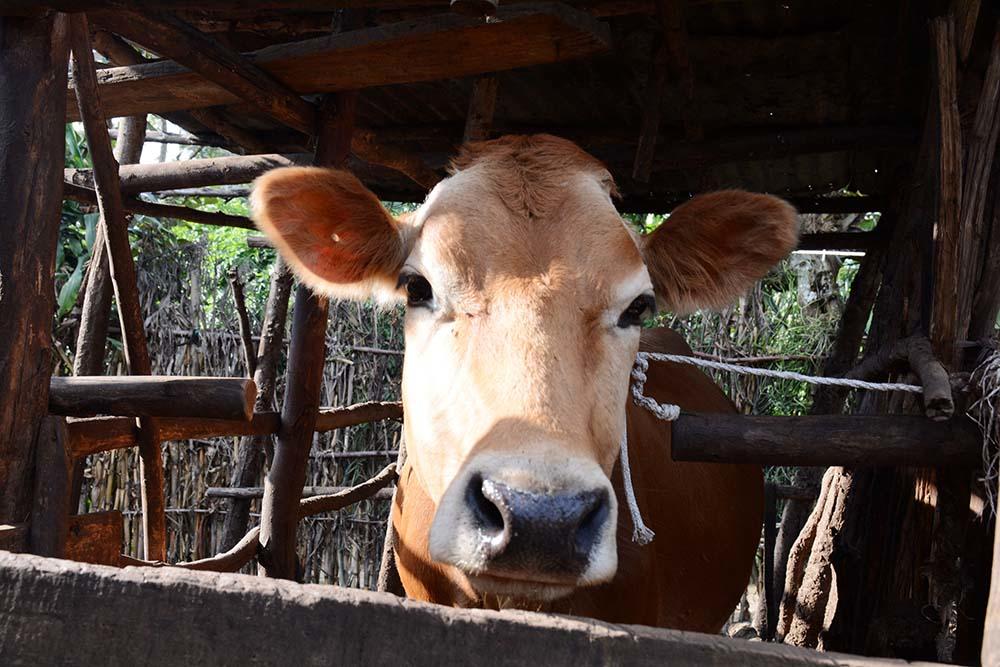 “One cow” program can cut poverty and pave the way for lower ‘hoofprints’ too