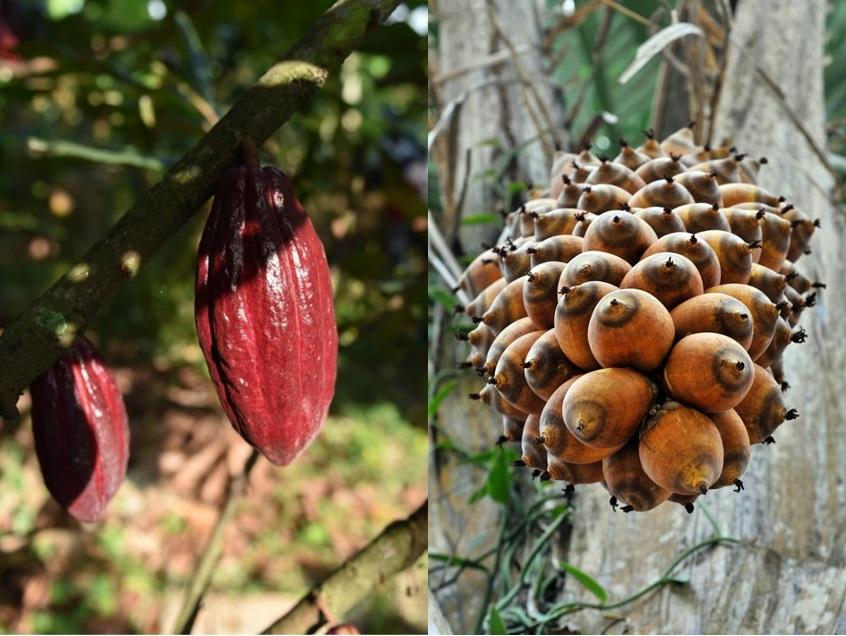 ¿Podrían estos cultivos salvar los bosques peruanos?