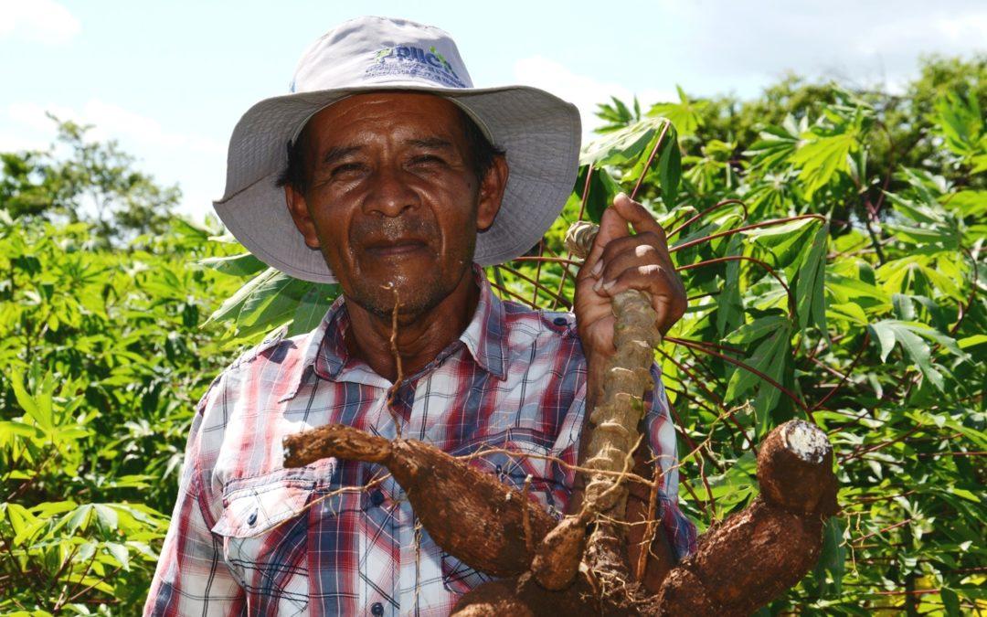 La yuca, una alternativa económica y de seguridad alimentaria que echa raíces en Centroamérica