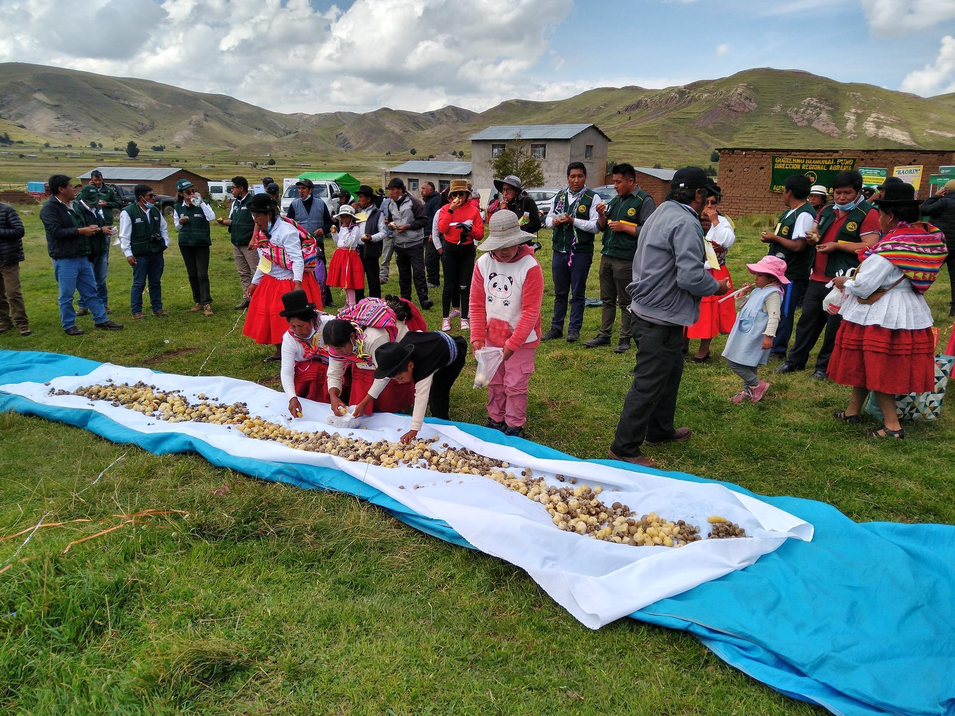A Farmers’ Field Day showcasing quinoa diversity in Huataquita, Puno, Peru. Credit: Alliance Bioversity International - CIAT/Adam Drucker