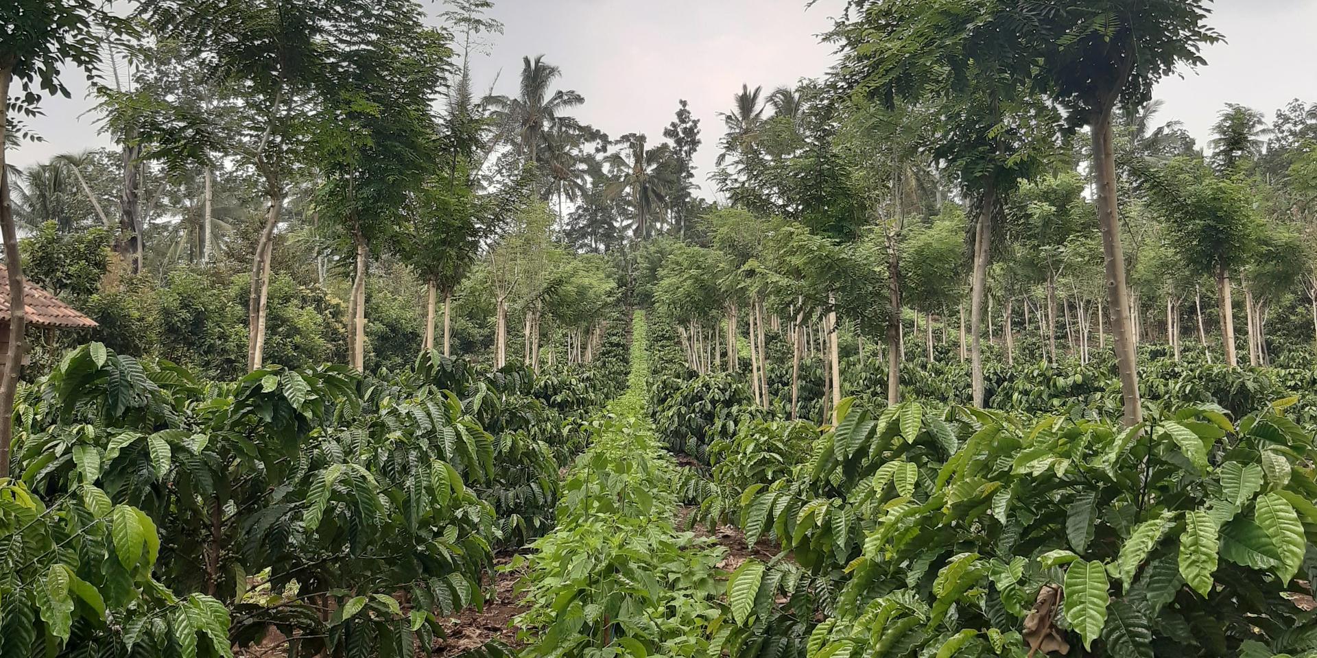 A guide to better tomorrow’s brew through regenerative coffee farming - Alliance Bioversity International - CIAT