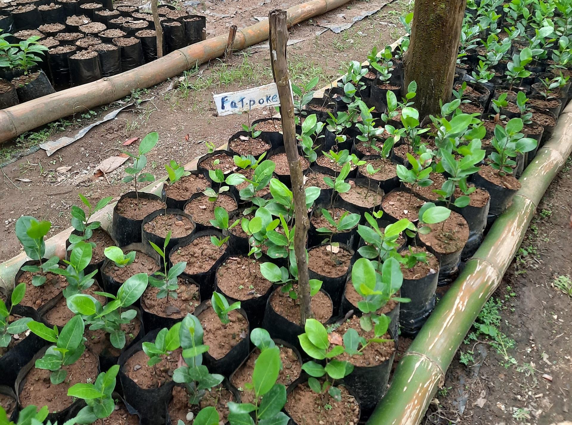 A strategy to safeguard Saint Lucia’s Plant Genetic Resources - Image 1