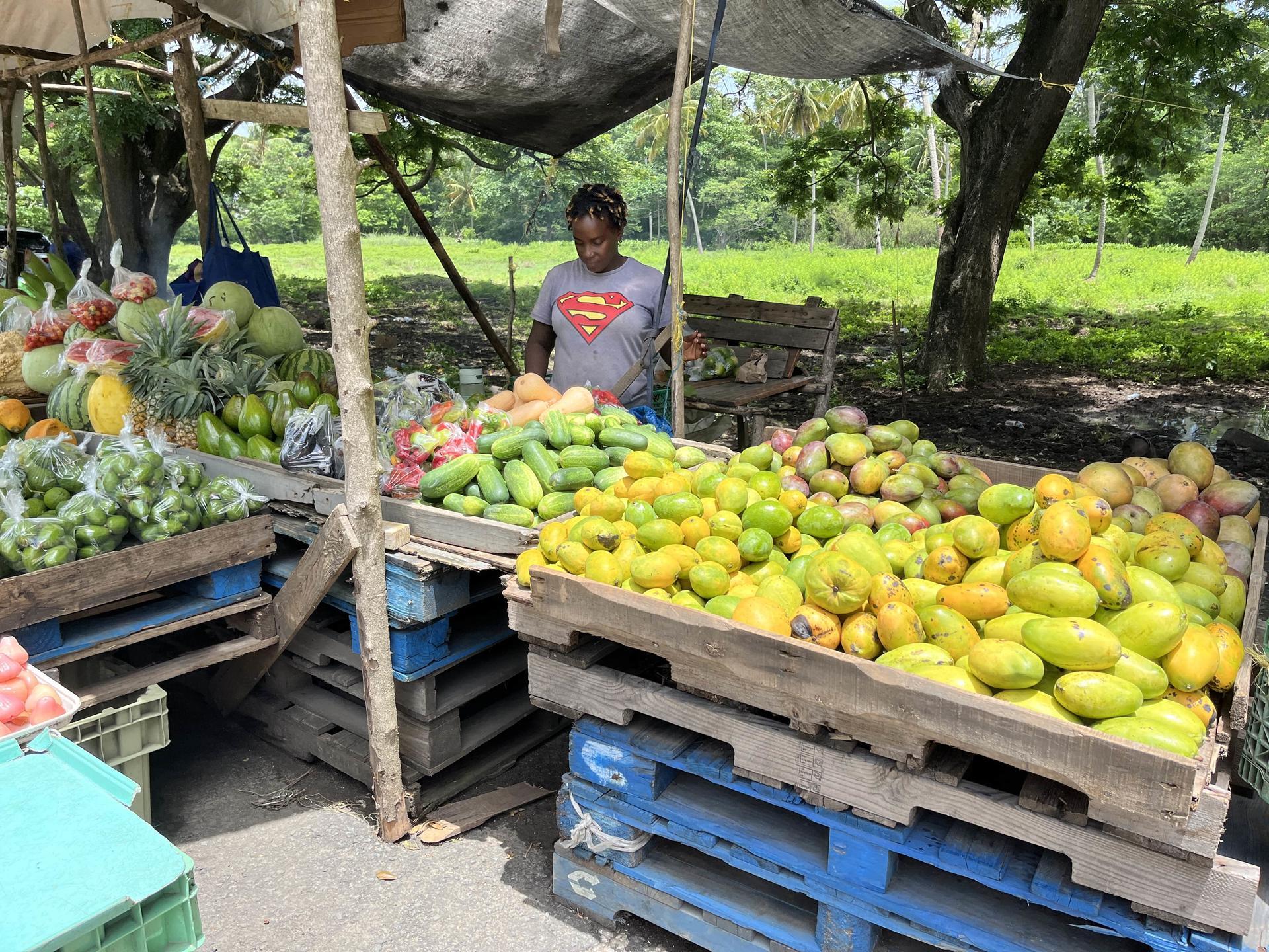 A strategy to safeguard Saint Lucia’s Plant Genetic Resources - Image 4