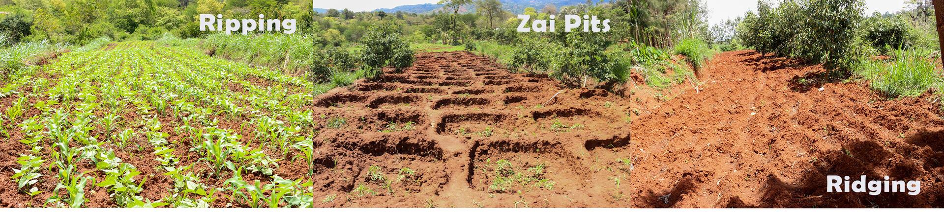A systems approach to scaling innovations in the agrifood system  - Image 5