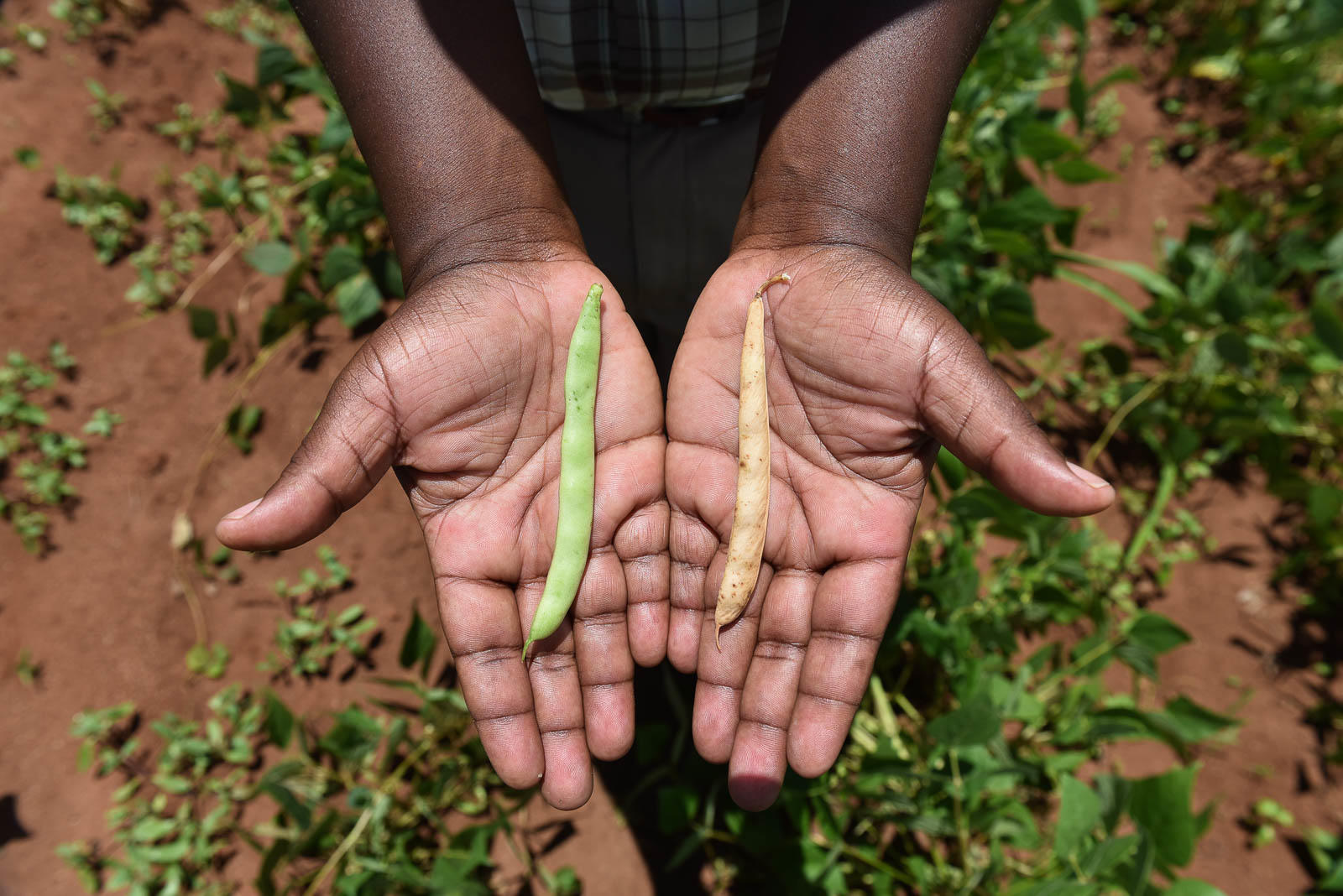 A win for beans; a win for Africa  - Alliance Bioversity International - CIAT - Photo 2