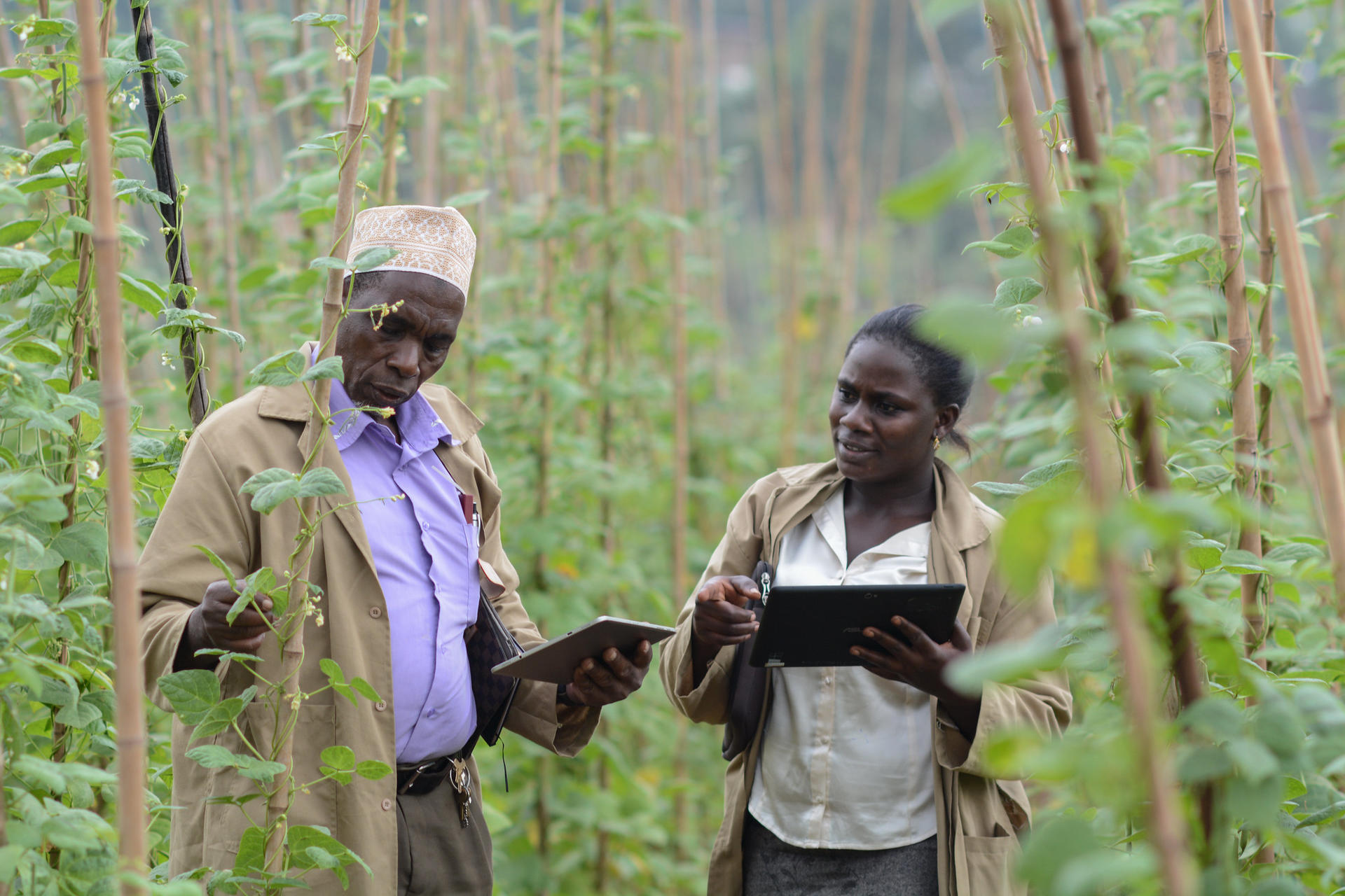 A win for beans; a win for Africa - Alliance Bioversity International - Image 6