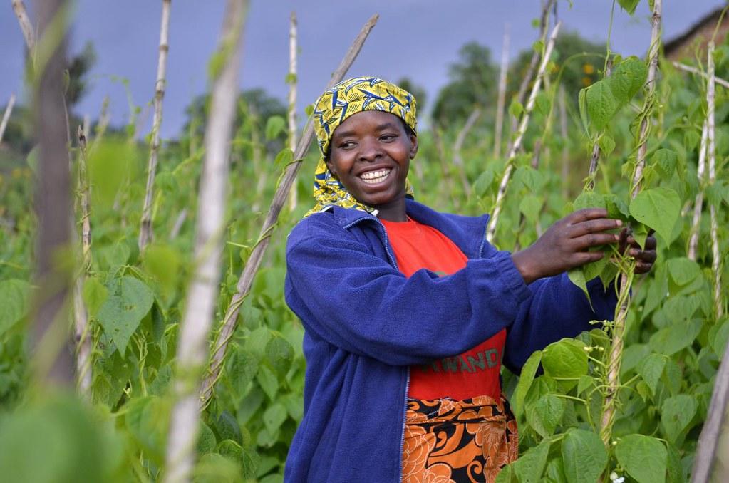 A win for beans; a win for Africa - Alliance Bioversity International - Image 8