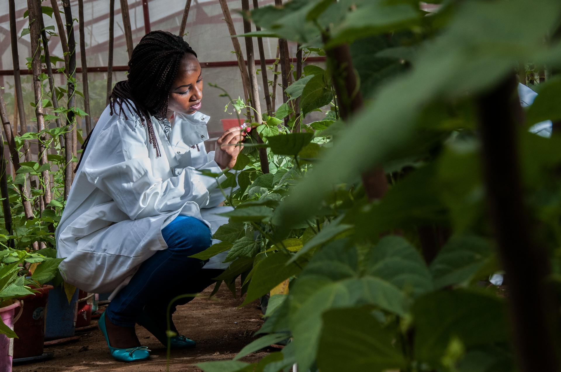 A win for beans; a win for Africa - Alliance Bioversity International - CIAT