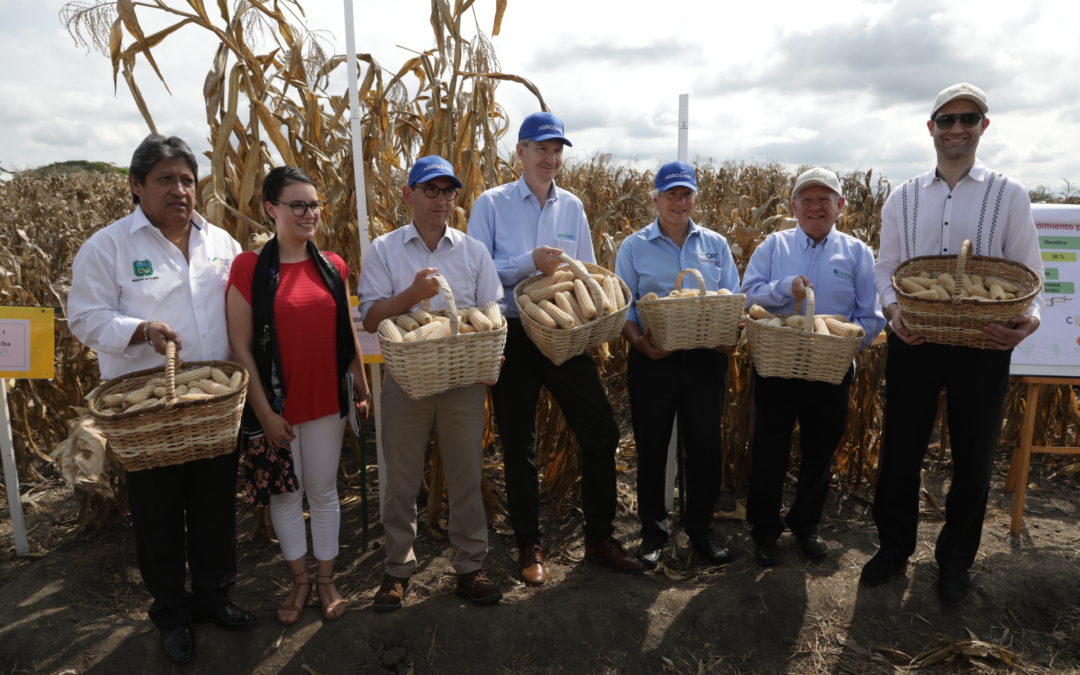 Apertura del convenio de cooperación entre CIMMYT y AGROSAVIA para la reactivación del programa de maíz en Colombia