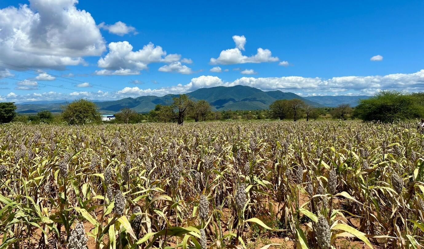 Accelerating variety turnover for sorghum and groundnuts in Tanzania - The BESTO Enterprises story - Image 1