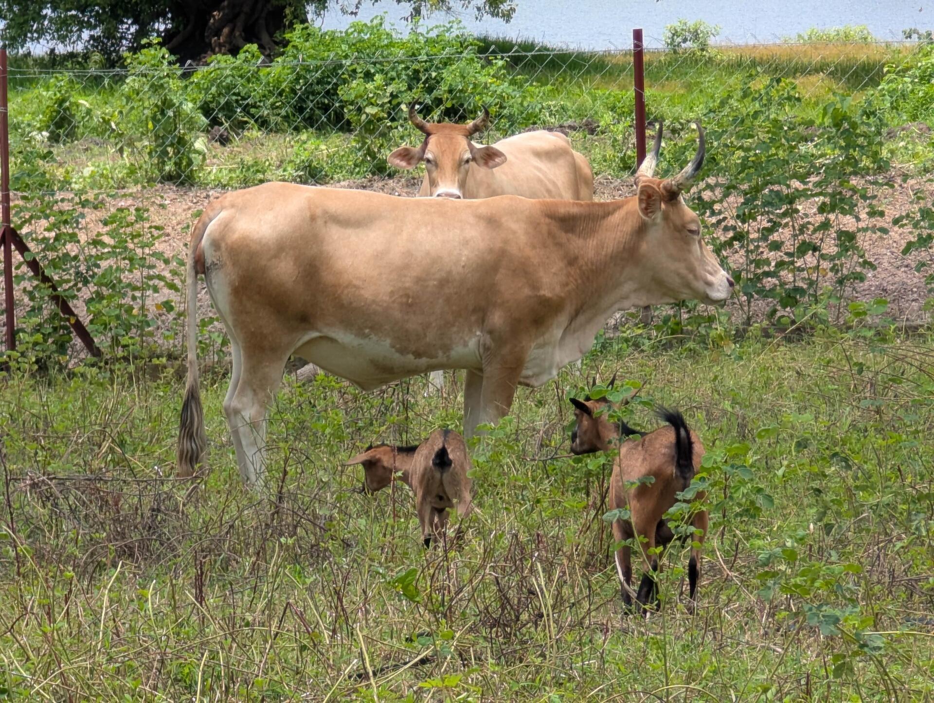 Africa, climate, and food - How to feed a continent without increasing its carbon footprint - Image 3