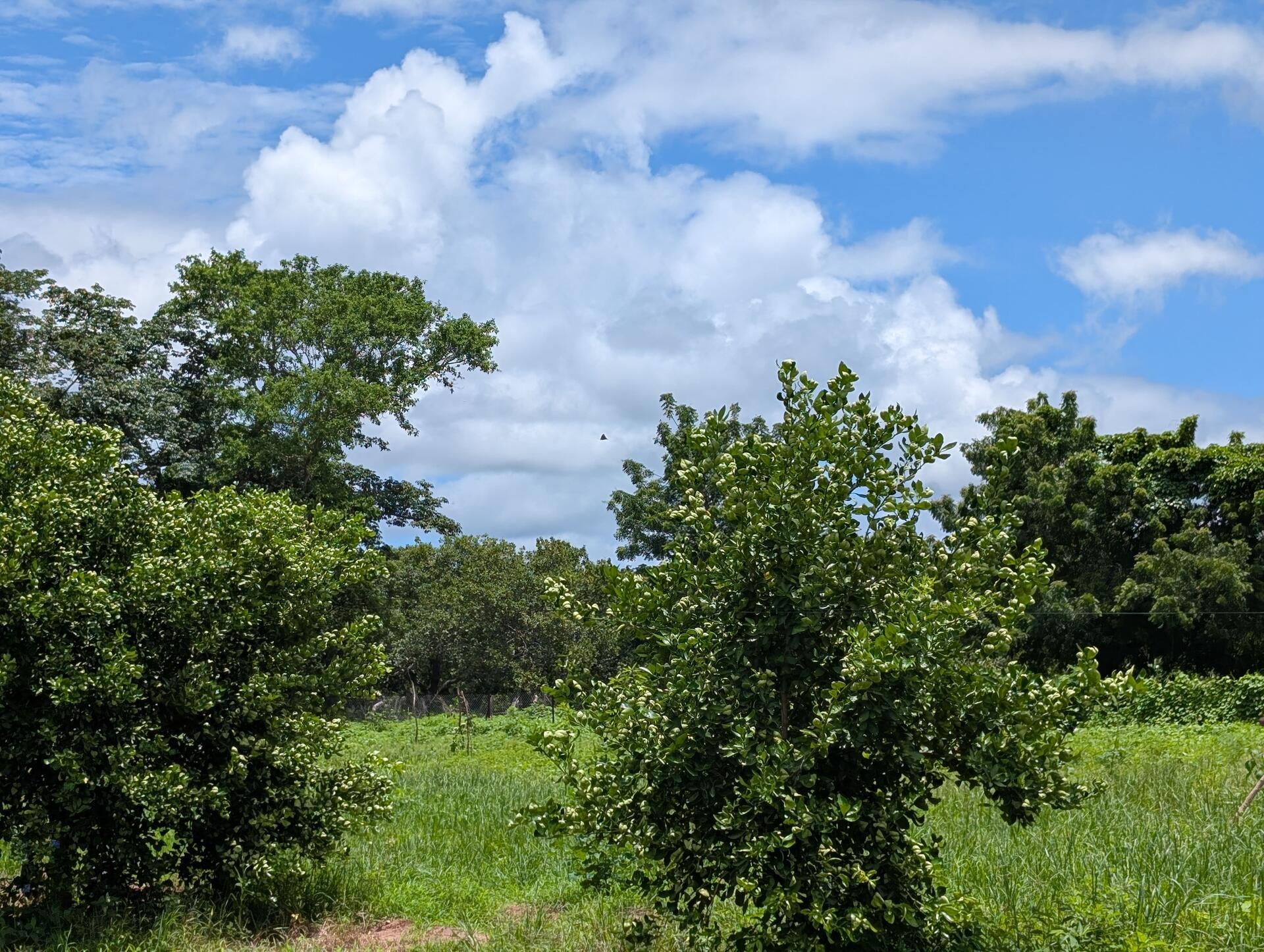 Africa, climate, and food - How to feed a continent without increasing its carbon footprint - Image 4