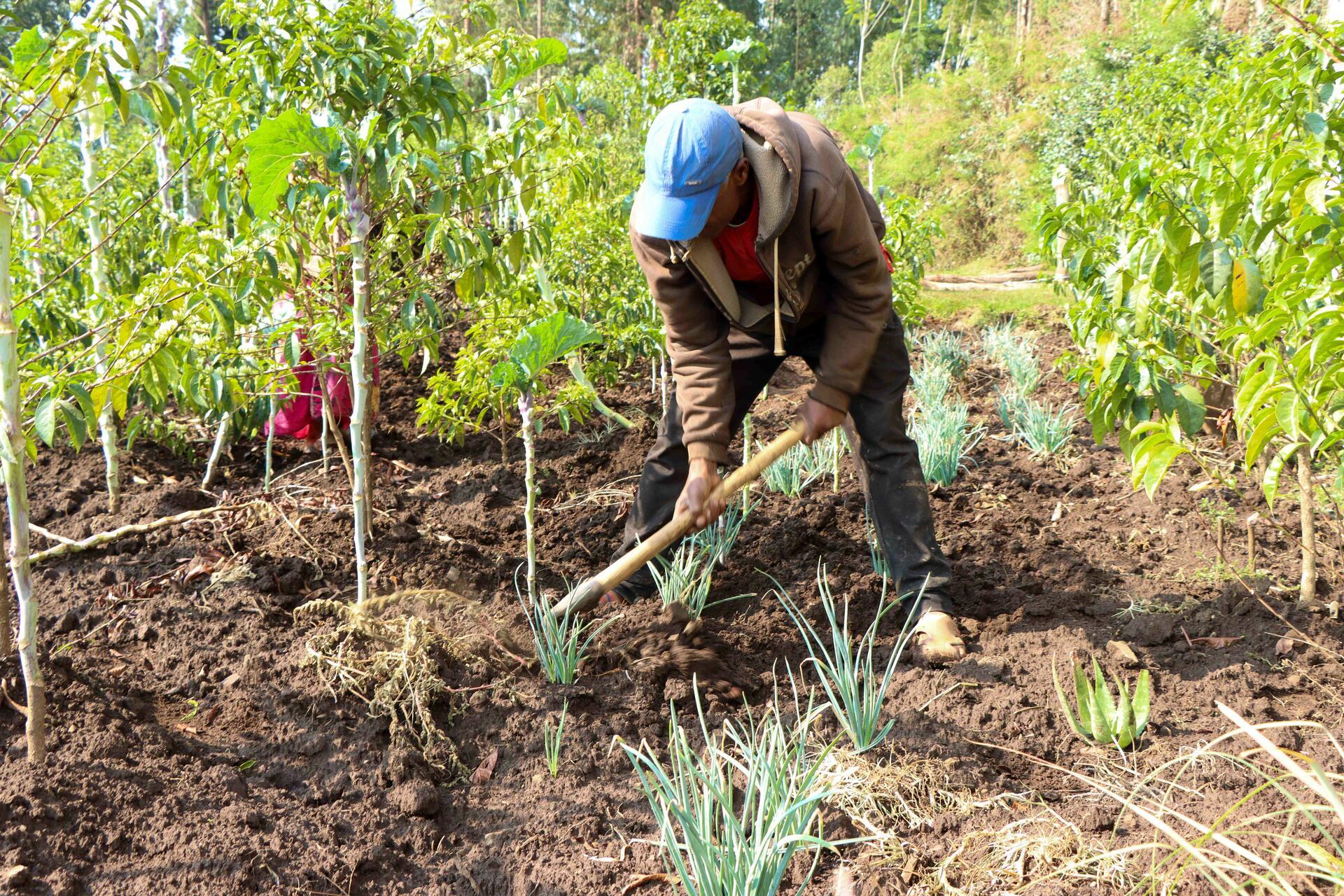 Agrobiodiversity as roots of resilience - Photo with a story contest - Image 2