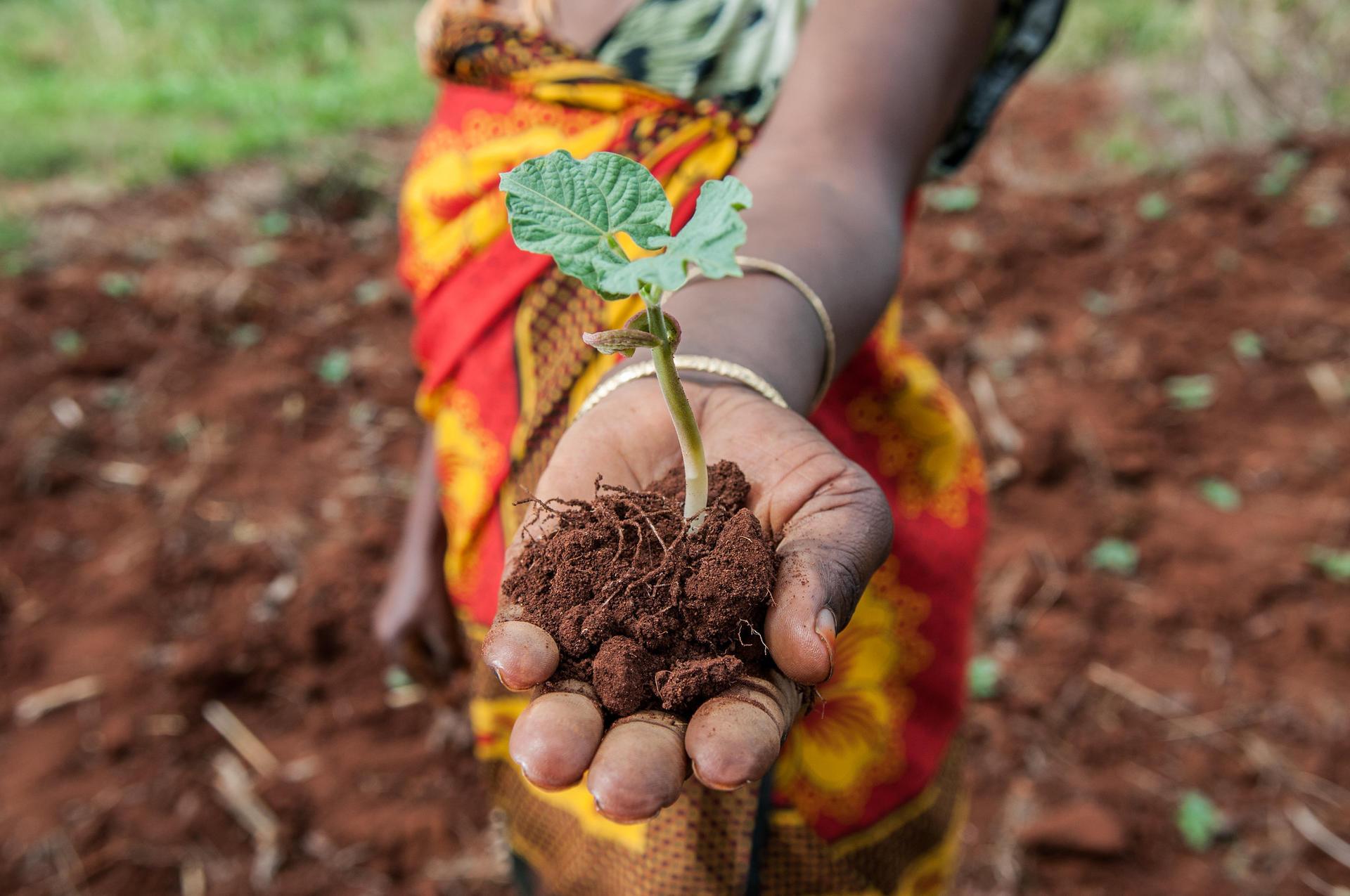 Agrobiodiversity for Climate Action and Ecosystem Restoration - Image 2