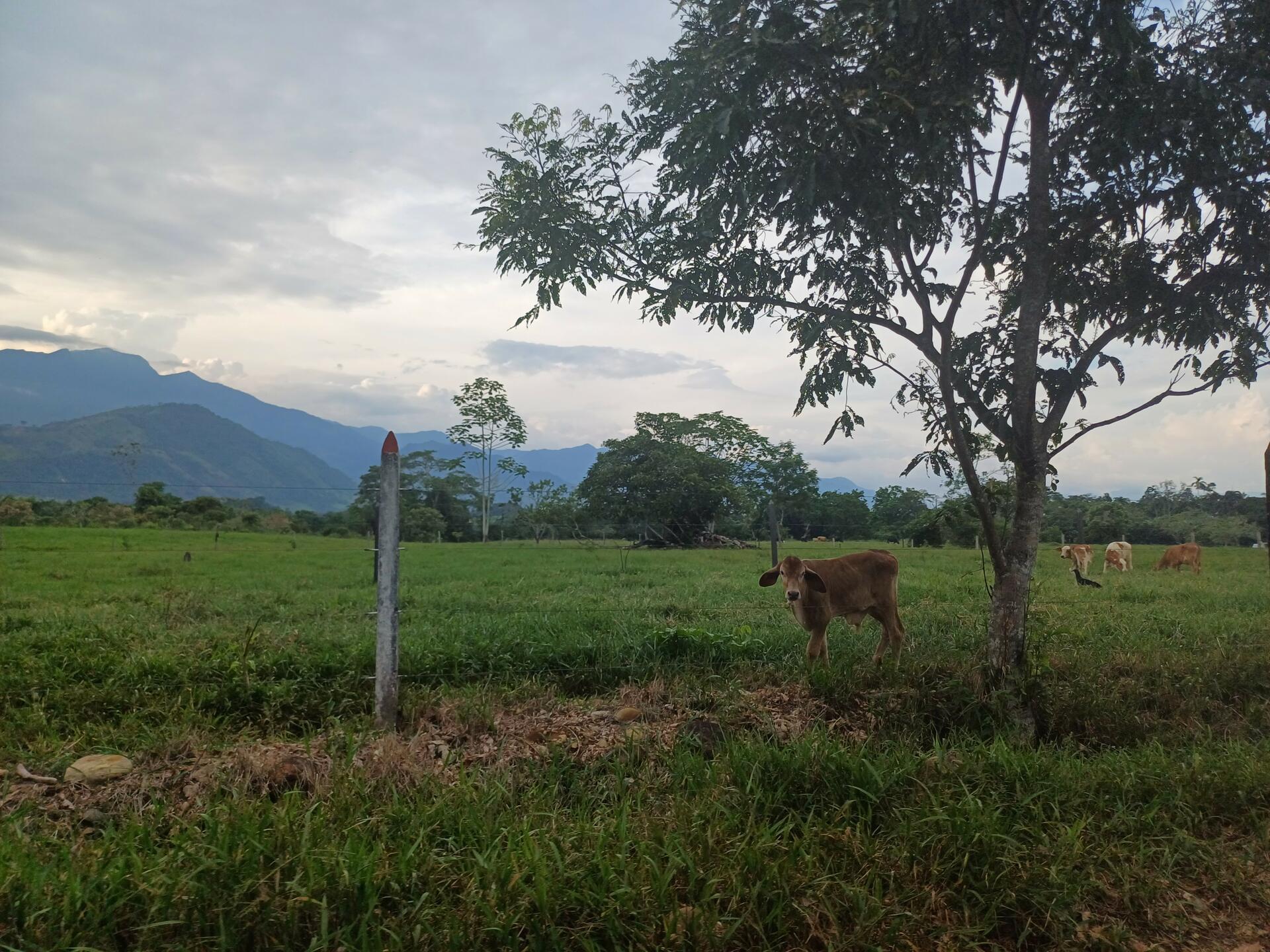 An Exploration of the Dimensions, Roles, and Barriers to Women's Empowerment in Livestock Farming in Colombia - Image 1