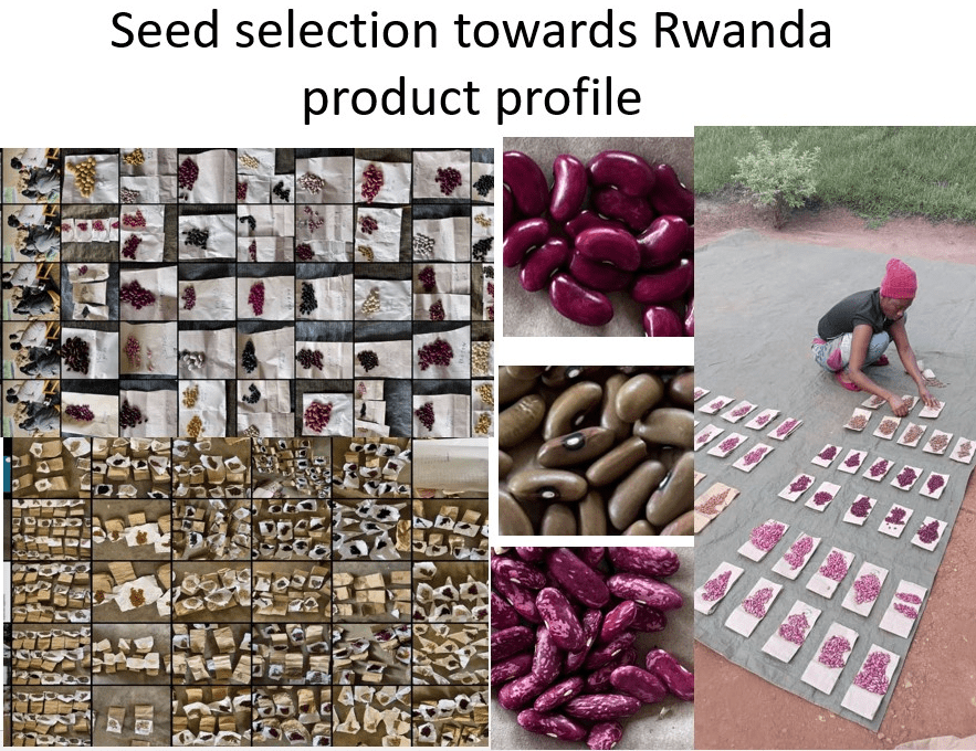 Annual Meeting of the Rapid Cooking Bean Project (RCBP) 5-9 May 2025, Kampala, Uganda - Image 5