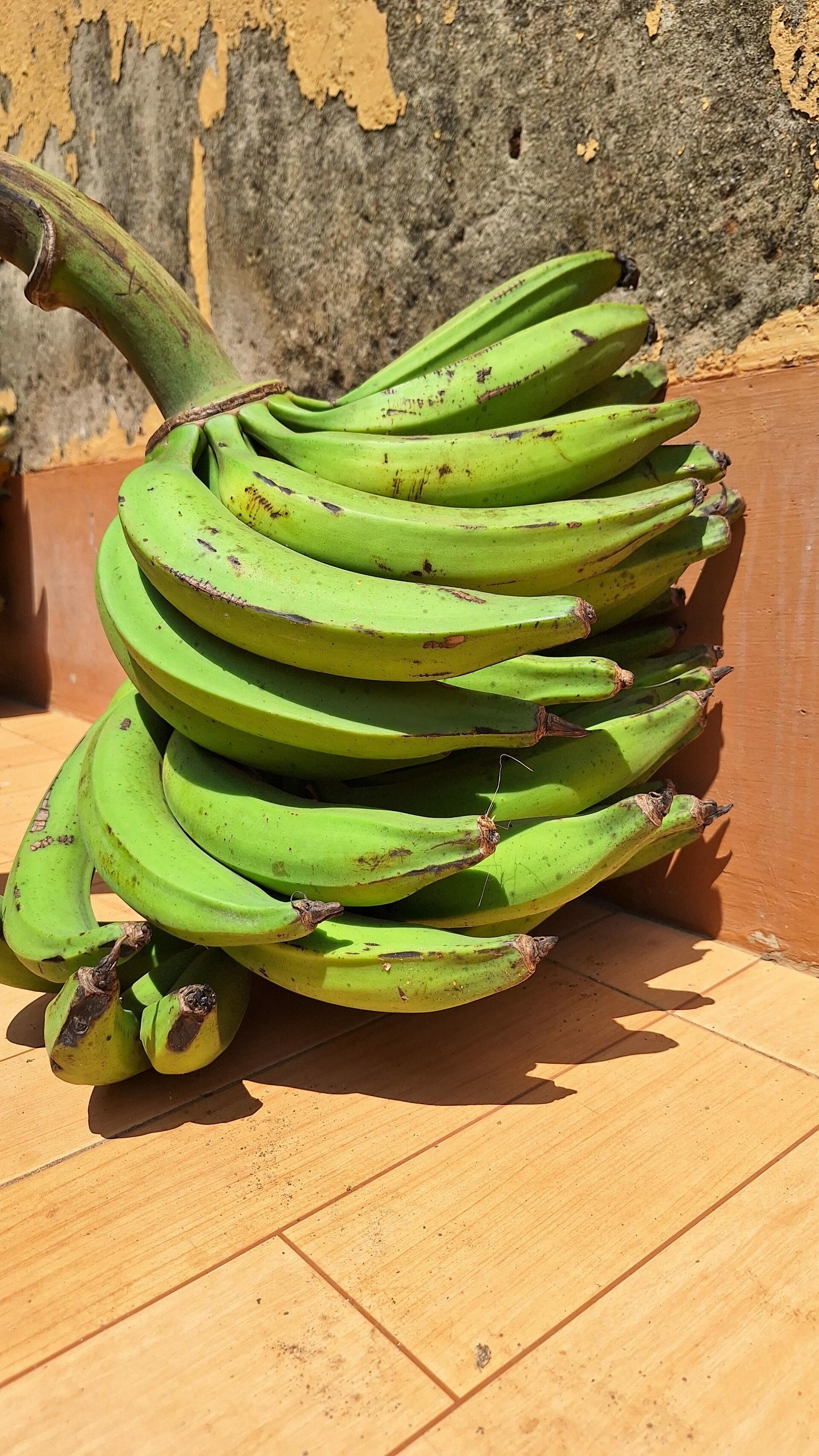 Apantu bananas - Vitamin A-rich bananas bring better nutrition to Tanzania