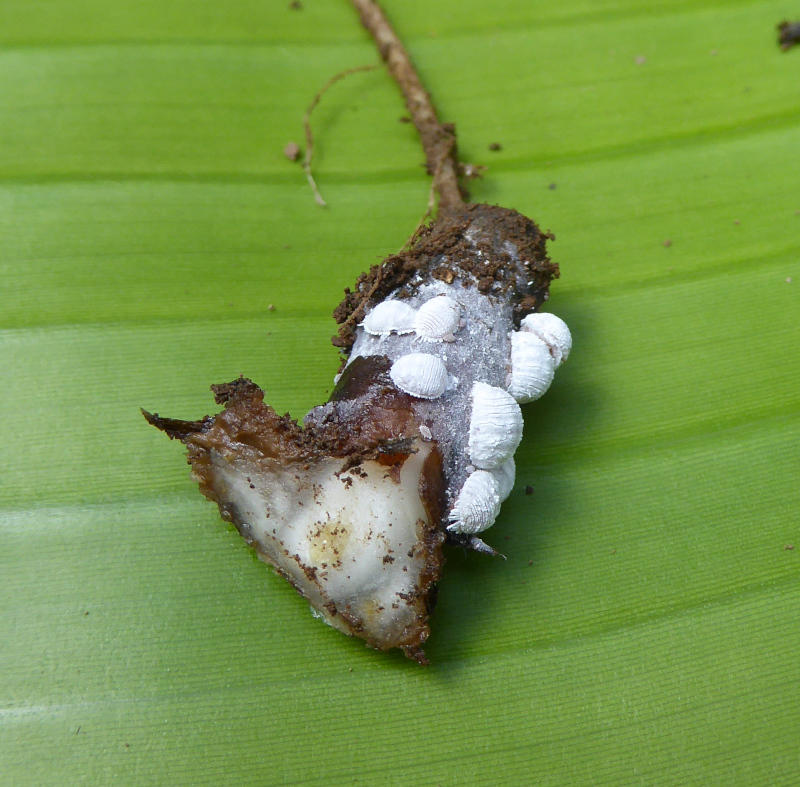 Bananas root mealybugs - Alliance Bioversity International-CIAT
