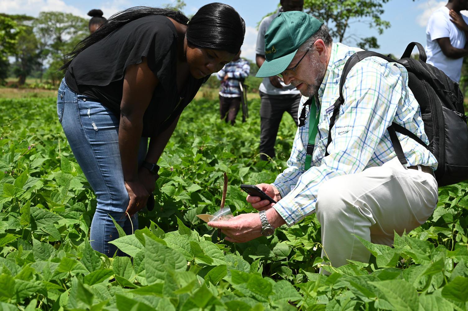 Bean breakthrough to enhance nutrition in Africa - Image 1