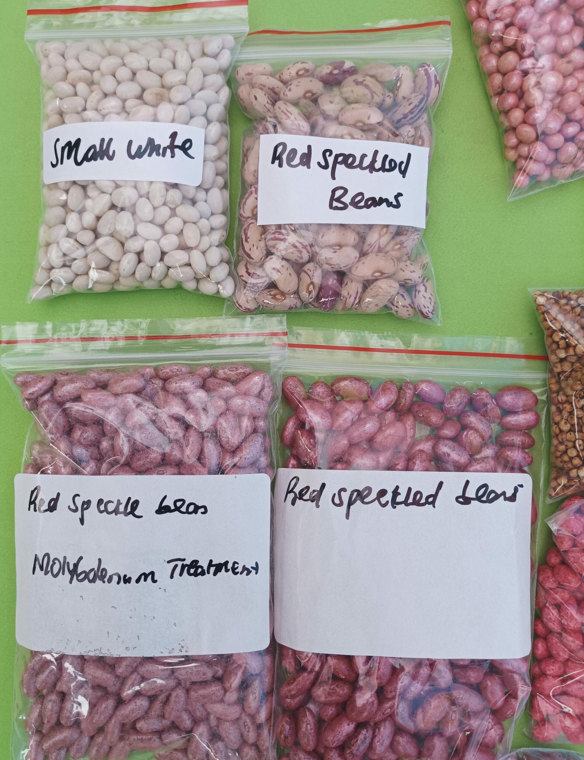 Bean breeders unite to cultivate solutions for Africa’s bean industry - Image 4