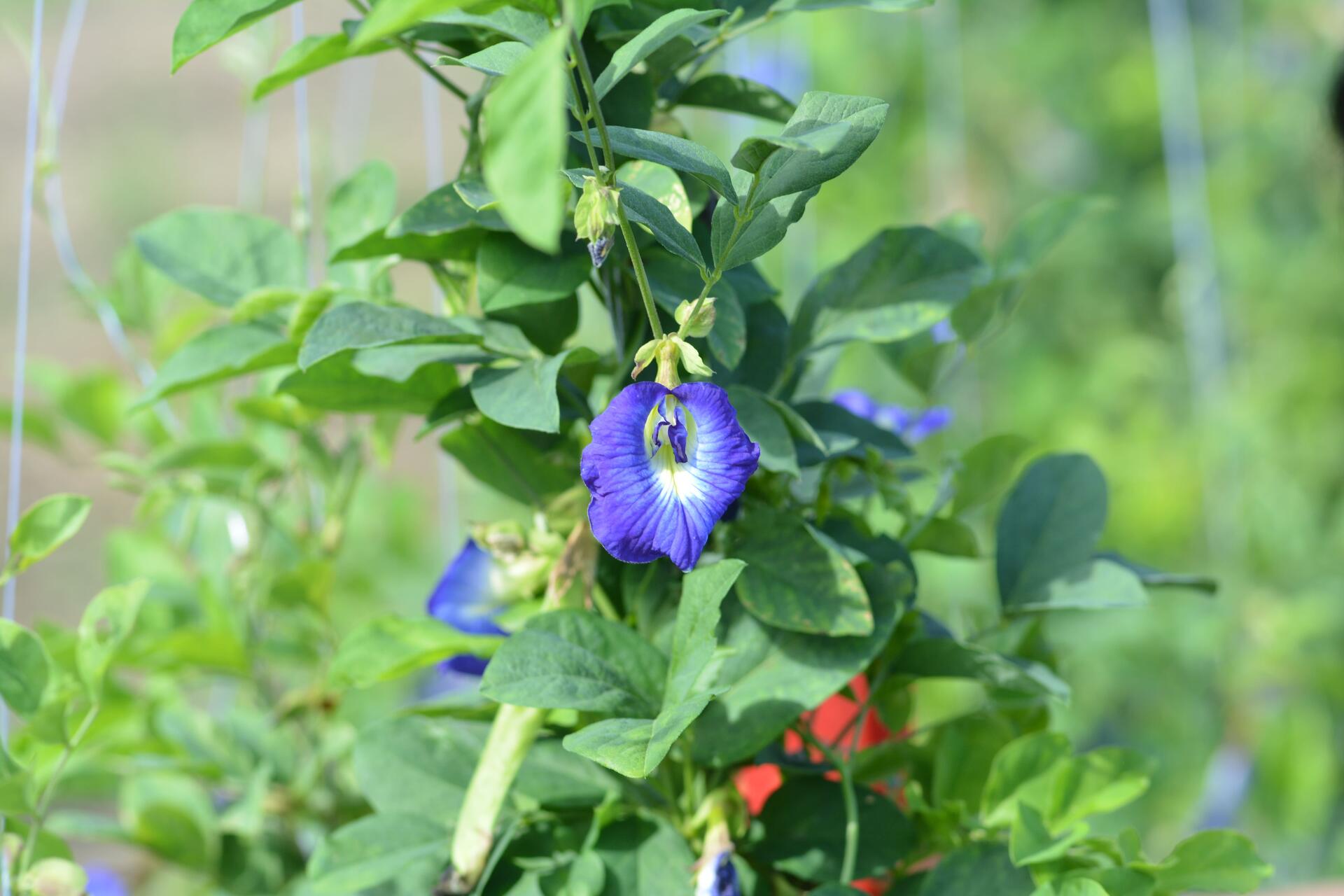 Bee pollinating a Clitoria ternatea flower in a tropical forage field