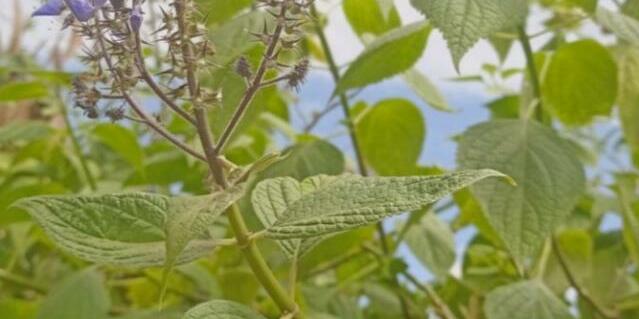 Beyond Chemicals The Eco-Intelligence of Traditional Pest Control in Kenya - Image 1