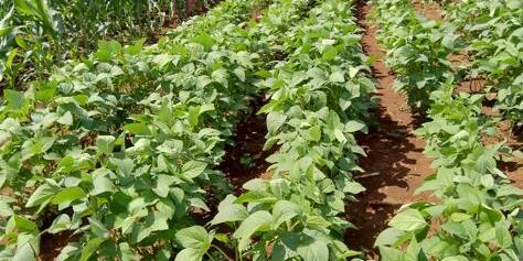 Beyond Chemicals The Eco-Intelligence of Traditional Pest Control in Kenya - Image 2