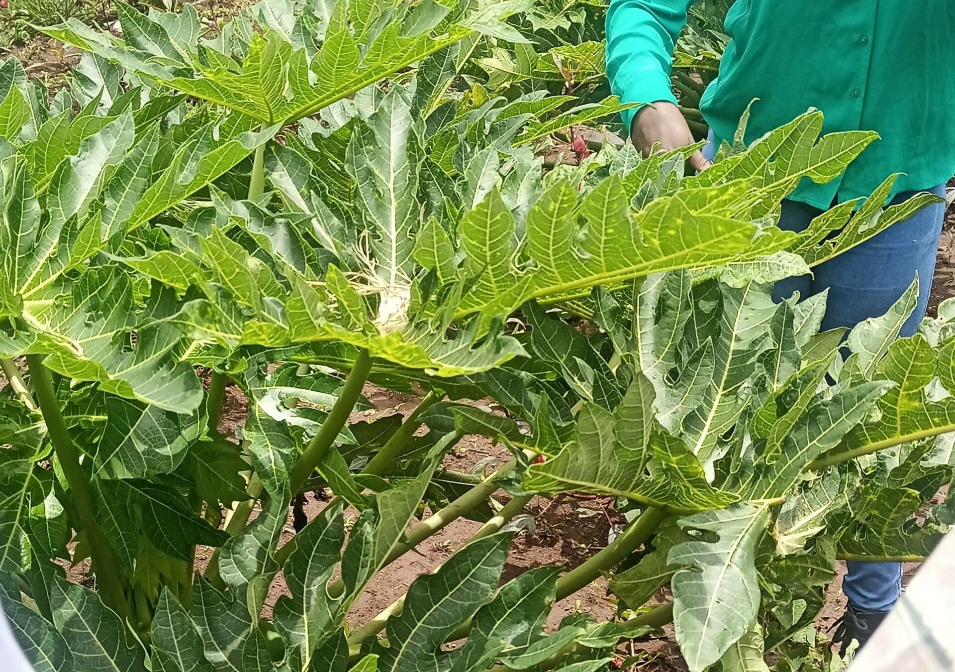 Beyond Chemicals The Eco-Intelligence of Traditional Pest Control in Kenya - Image 5