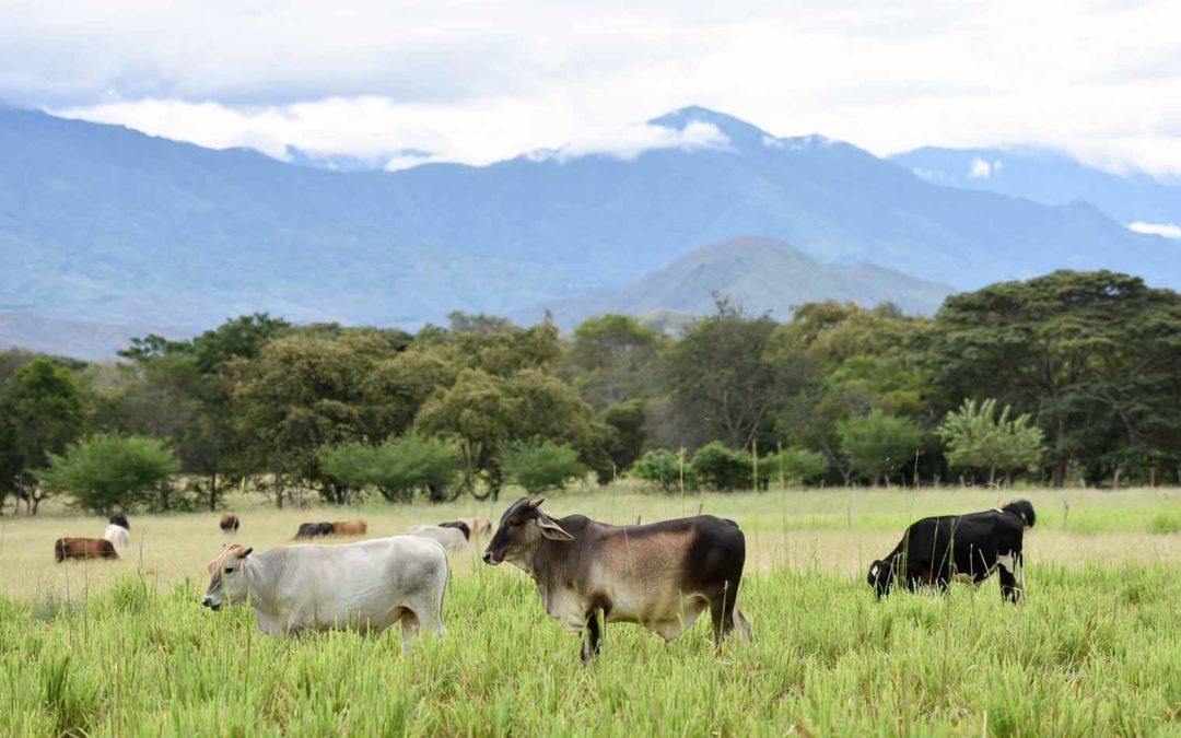 Nitrogen-efficient crops on the horizon: Can we grow more with fewer emissions?