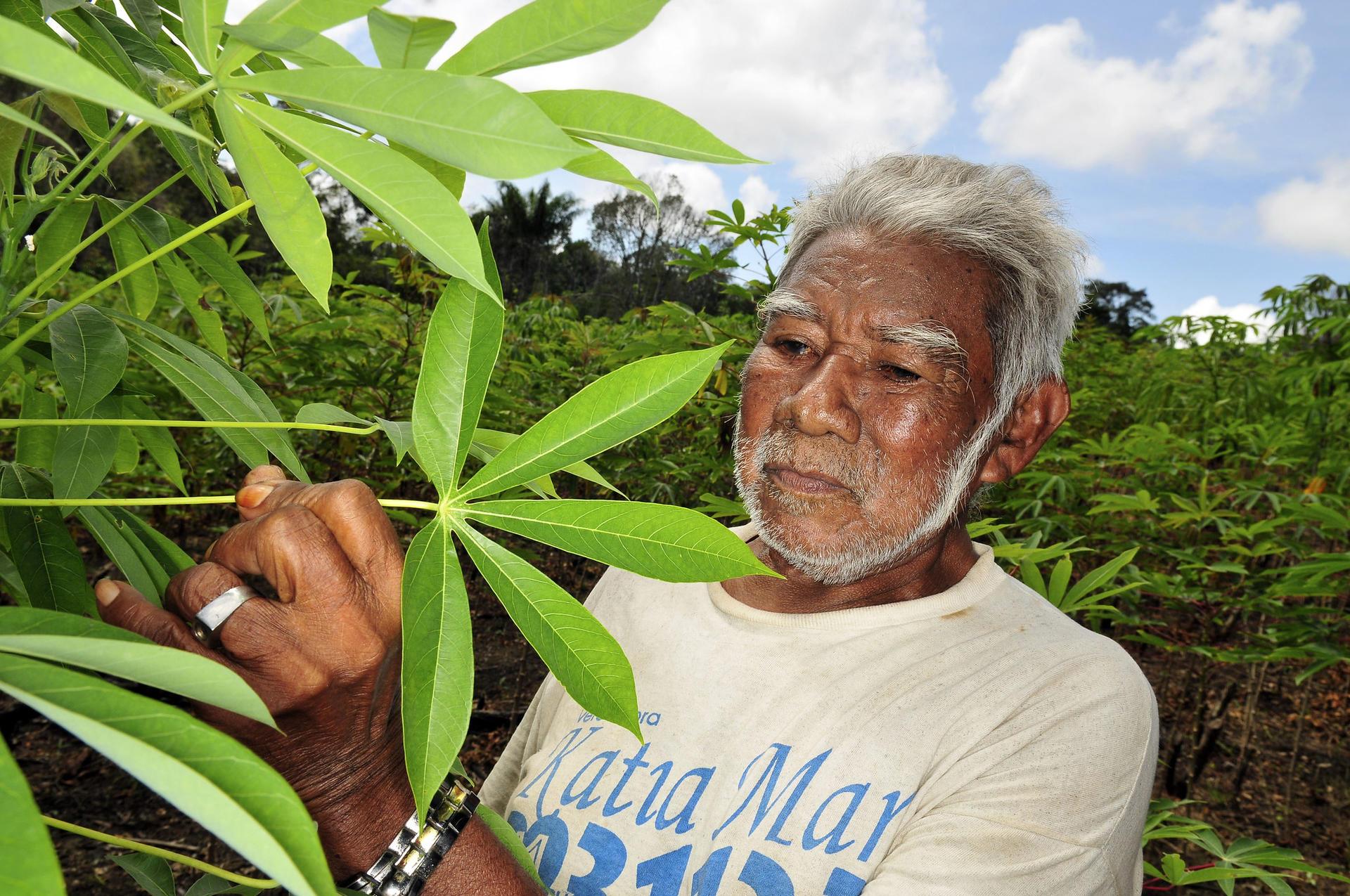 Brazil - Alliance Bioversity International - CIAT