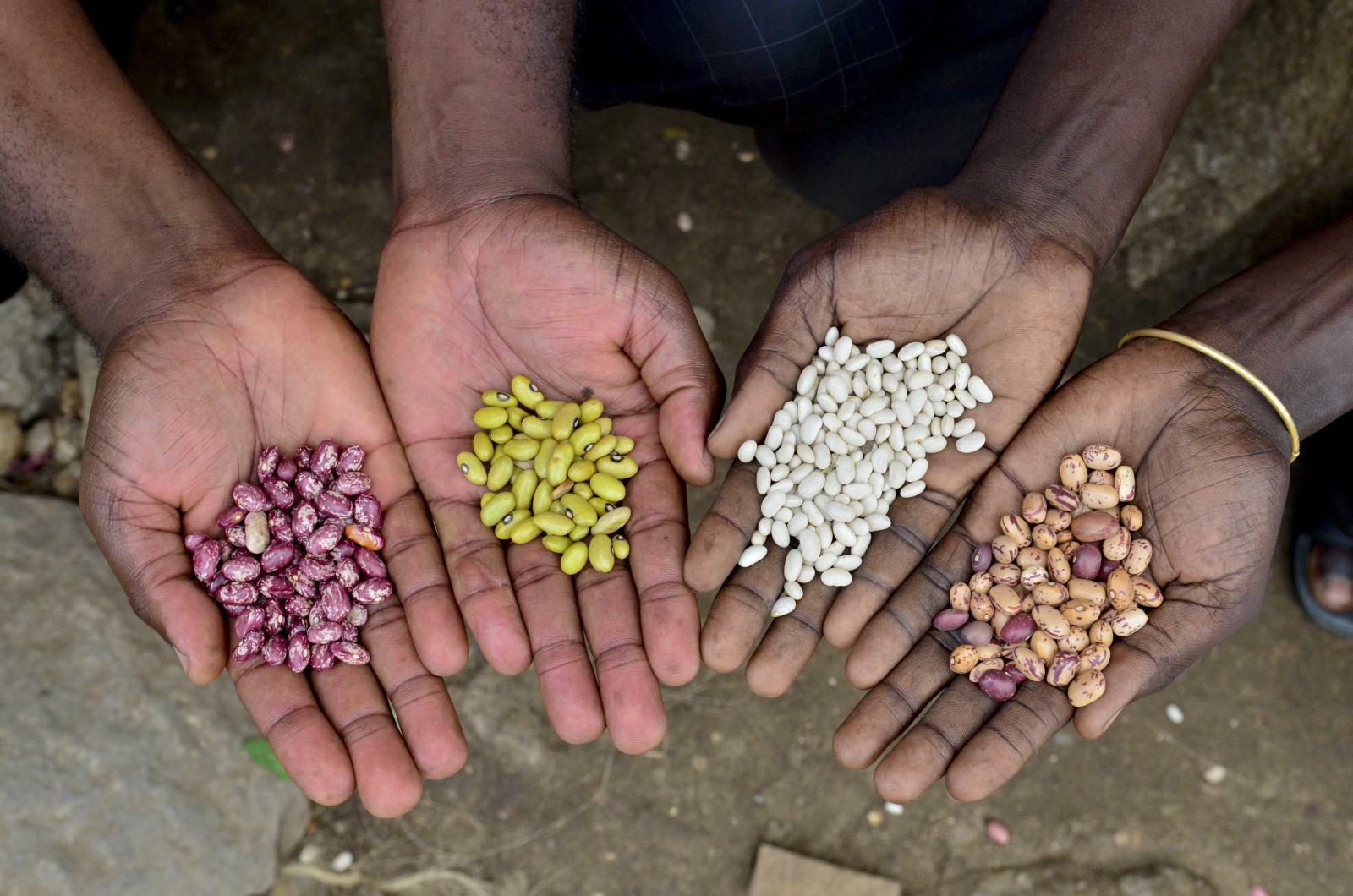 Breeding a better bean starts with knowing what people want - Image 1