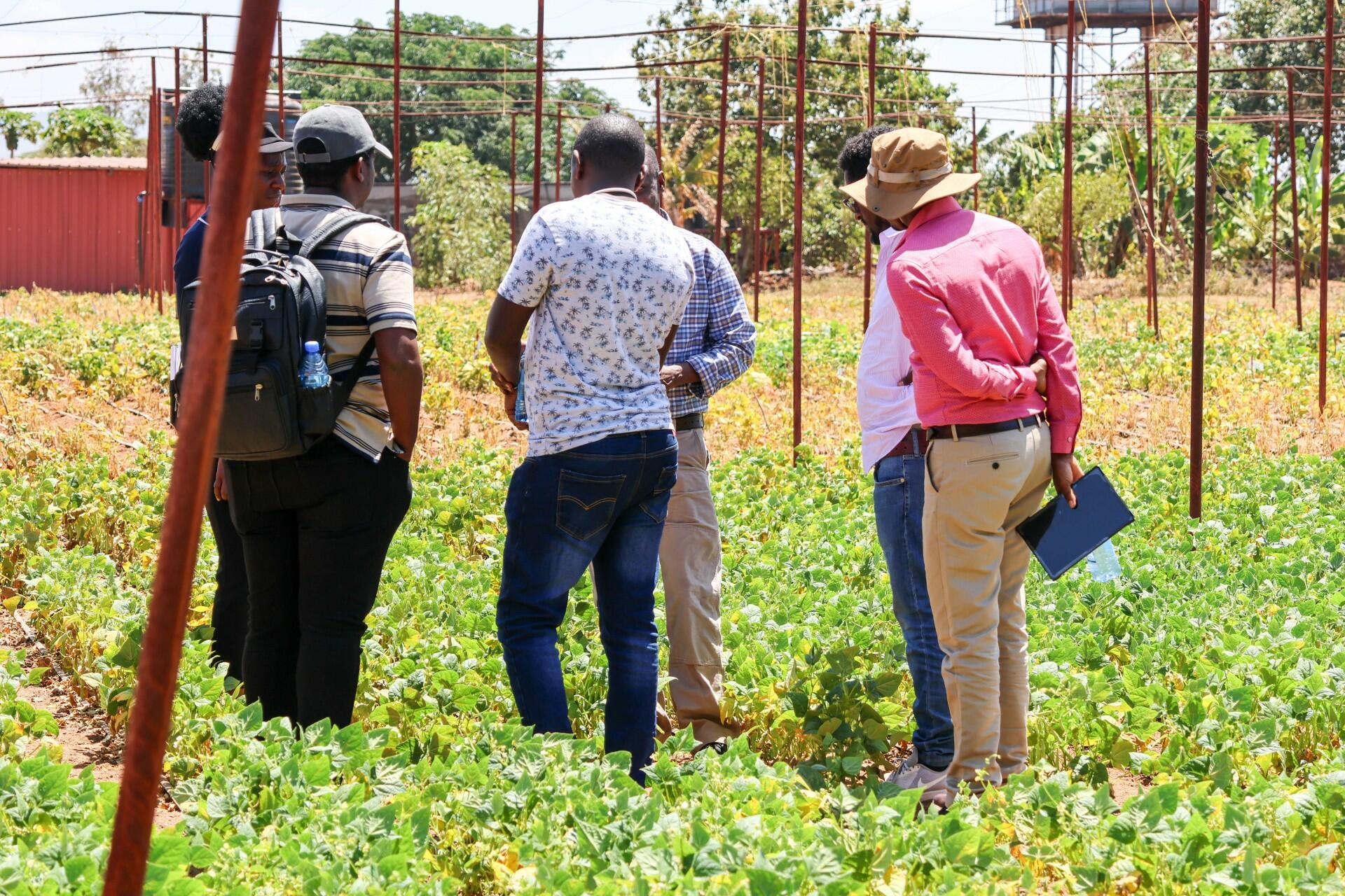 Breeding a better bean starts with knowing what people want - Image 3