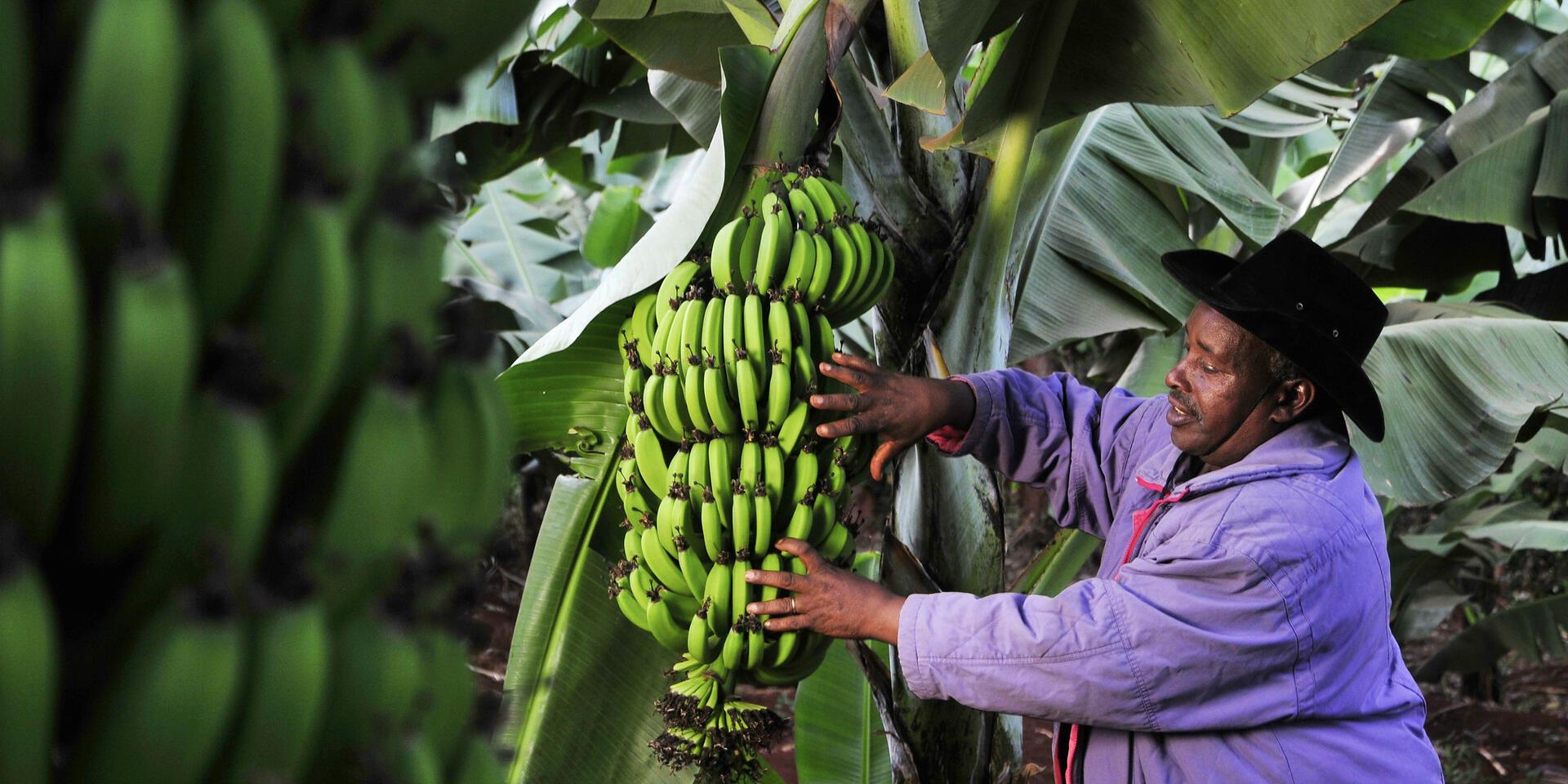 Bridging knowledge systems - Indigenous practices for sustainable foodways - Image 5