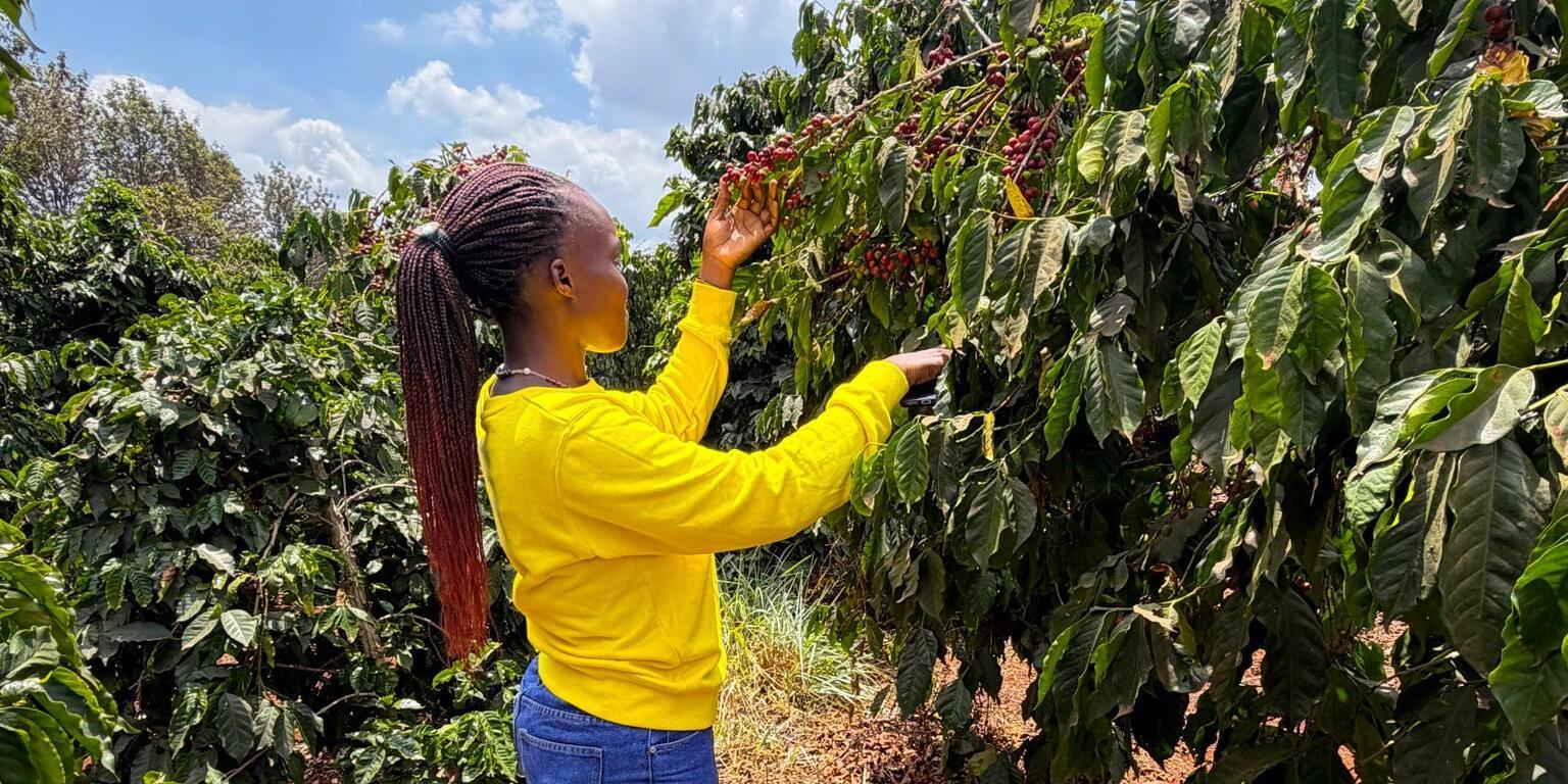 Bridging the gap  Can Croppie take root in Kenya&rsquo;s coffee sector - Image 4