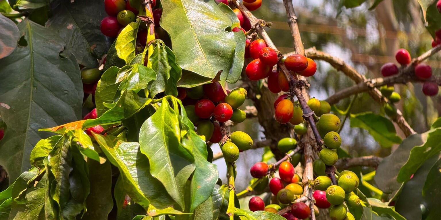 Bridging the gap - Can Croppie take root in Kenya&rsquo;s coffee sector  - Image 5