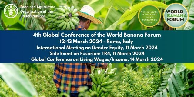 Bringing Diverse Bananas to Market - Alliance Bioversity International - CIAT - Image 3