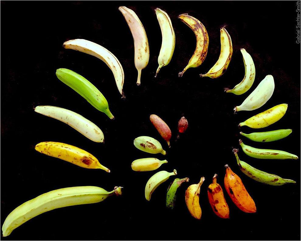 Bringing Diverse Bananas to Market - Alliance Bioversity International - CIAT